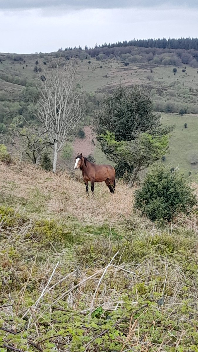 AnneApr's tweet image. Horses on Lydeard Hill #EasterMonday #familywalks