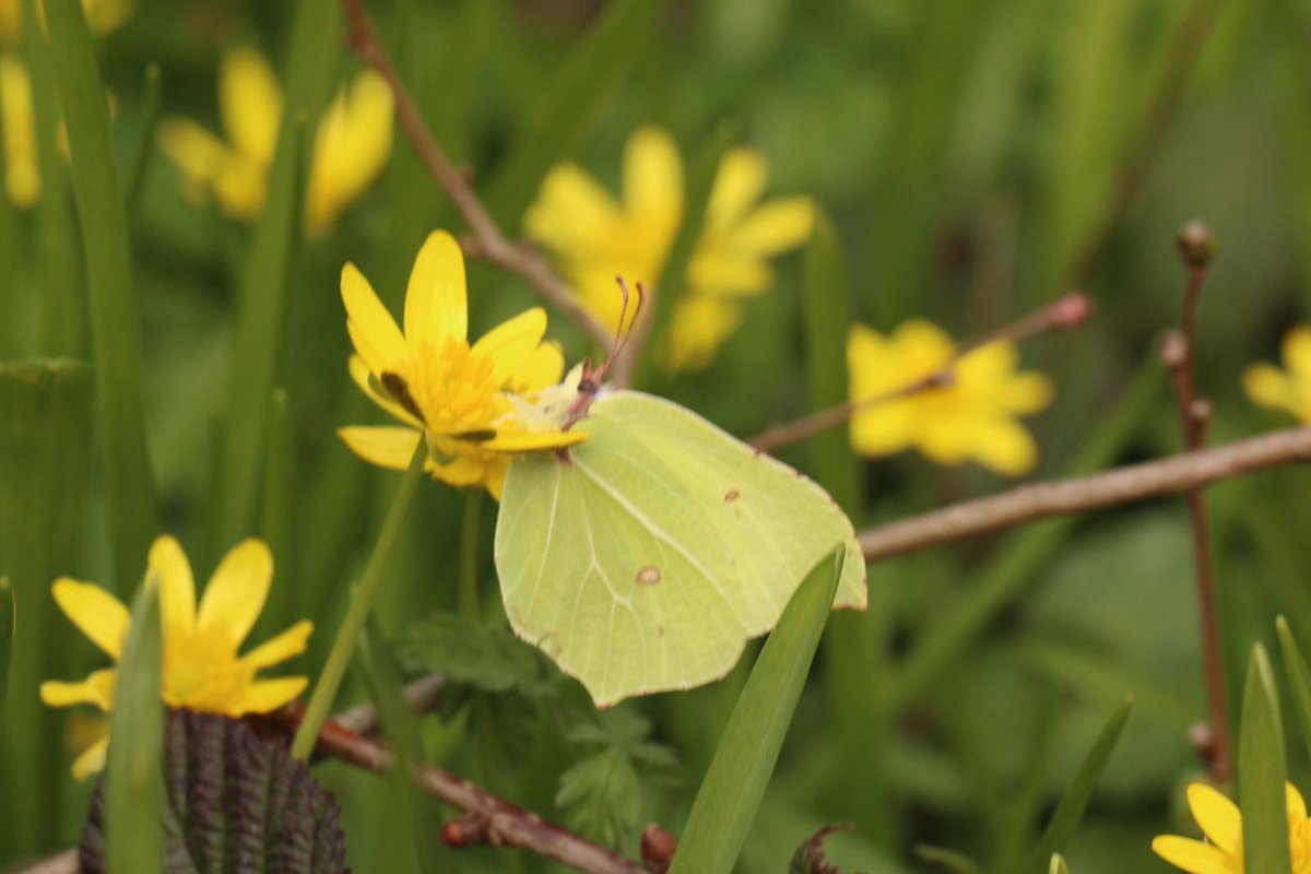 SelborneSoc's tweet photo. It's not just bluebells, although we do have those*
Visit #PerivaleWood this Tues 19th or Sat 23rd April, and you might see wild garlic, wood anemones, celandines, butterflies ...
*around 5 million or so
See https://t.co/K5pJRaLzx6 for booking info.
#OpenMonth https://t.co/ra9kqwMEkD