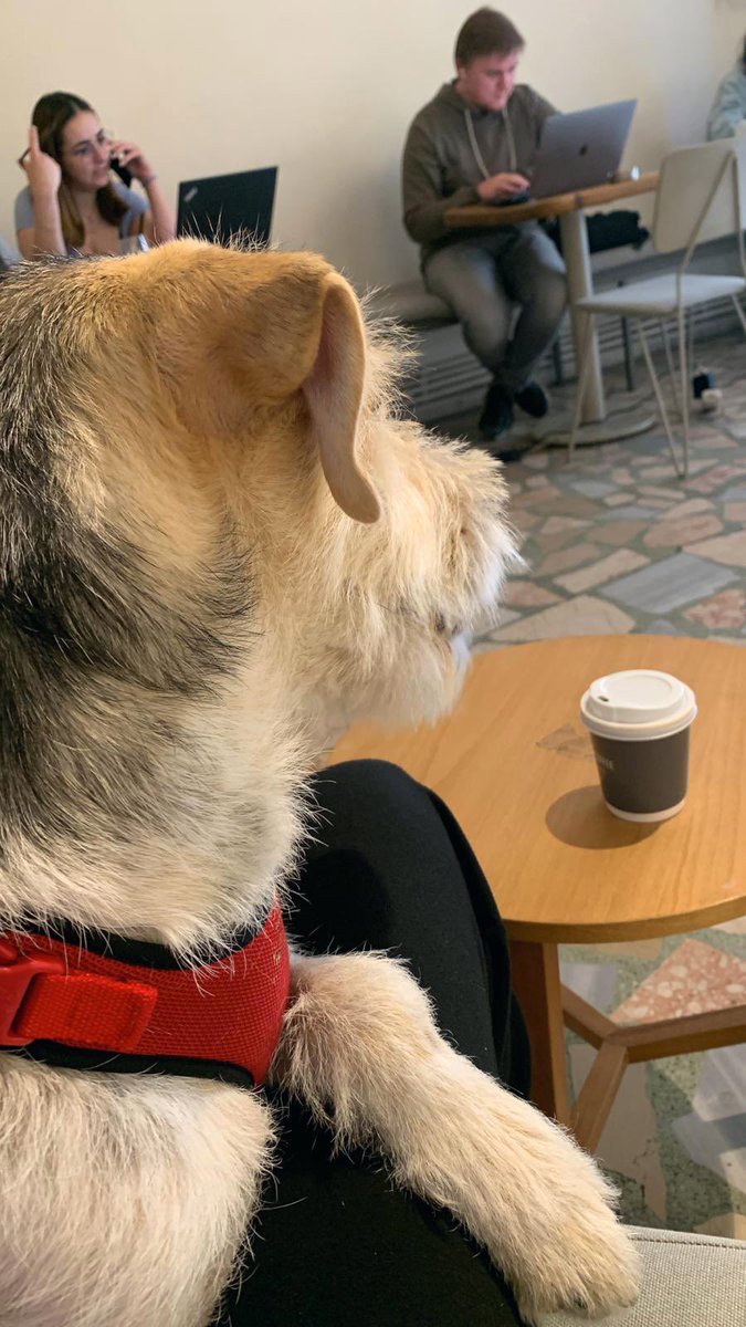 Cafelerde tek başına oturmaktan sıkıldın mı? Kuzu kulak sana eşlik etsin 😁💕