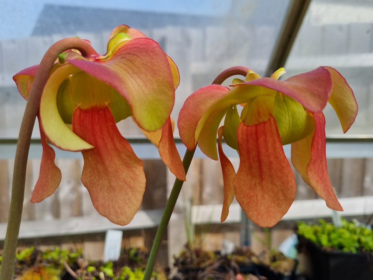JLClements89's tweet photo. My own S x Moorei cross finally flowering. I can't wait to see what the adult pitchers look like. #Sarracenia #Sarraceniaceae #Carnivorous_Plants https://t.co/jGAzNMMvCg
