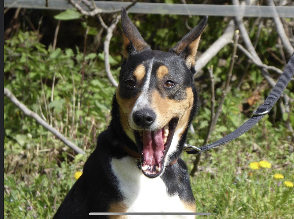 ProteBerga's tweet photo. CALINDO EN ADOPCIÓ: 
Mascle. Data de naixement: 13-10-2018. Alçada: 46cm. 
Gos amb molt bon caràcter.Bé amb gossos,mascles i femelles.Surt bé amb corretja,és obedient i força tranquil.molt carinyós.Qui l'adopti s'endurà un tresor! #xarxacatalunyaadopcions #xarxabarcelonaadopcions https://t.co/QufLXnrUi9