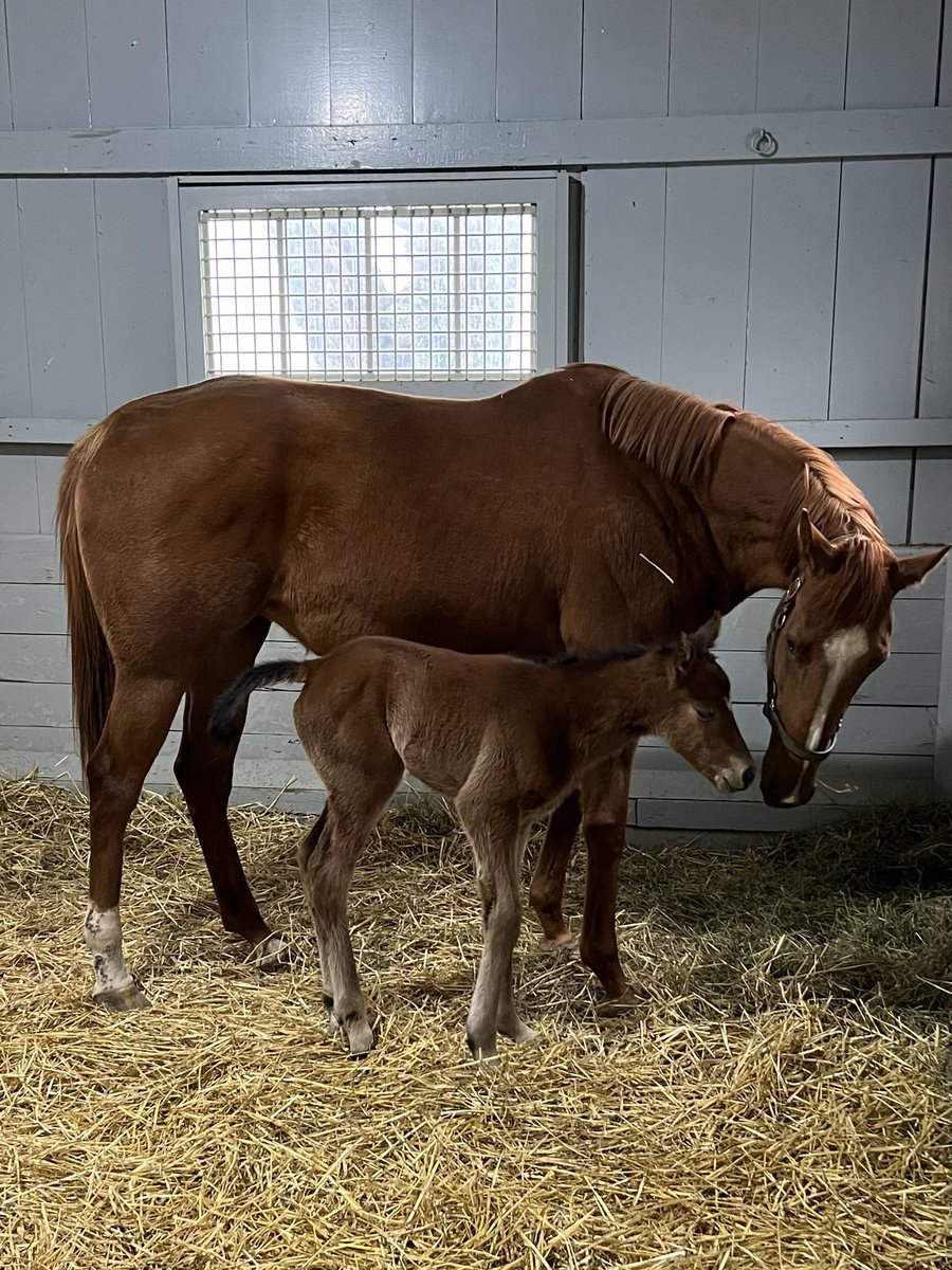 Very happy to see our  <a href="/BreedersCup/">Breeders' Cup</a> Champ, Sharing, have her first foal, a scorpion of an Into Mischief filly. Wishing our racing partner <a href="/Gainesway/">Gainesway</a> the best of luck with this gal! #EclipseFillies