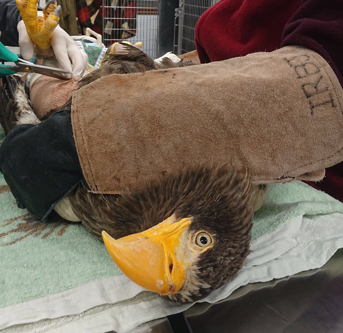 info_irbj's tweet photo. こんなトーナメントが‼️
あったんですね⁉️
オオワシが頂点に❗
Yes, yes, yeeeeeeeeeeeeeeeeeees‼️
Steller’s sea eagle; SSE,
It's Super Special Eagle ⁉️
Excellent!
#iwlu4e #stellersseaeagle #wintering #hokkaido https://t.co/teLZzKidPO