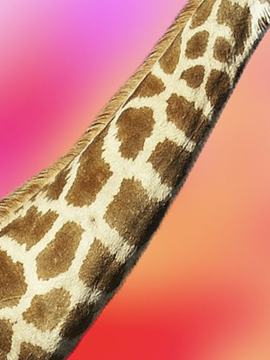 GNecking's tweet photo. We wanted to make sure that we have both female and male giraffe necks supported on this project. So here they are side by side. Trust us. A minimal amount of work went into this trait. #LFNeck #NeckGeneration #WhyNot https://t.co/x8y0SdGsMN