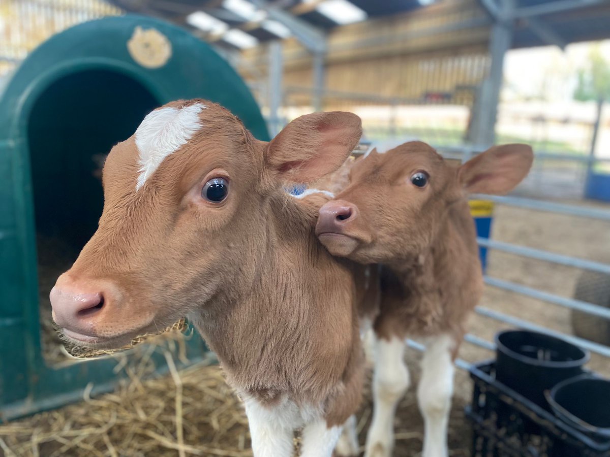 onthefarmc5's tweet photo. Sark is one of the smallest channel islands. Tonight, we'll be following Katharine and Jason Salisbury during their first springtime working as dairy farmers on this tiny isle. 🐮🐮🥛@Channel5_tv #SpringtimeOnTheFarm https://t.co/BrCuBeblgm