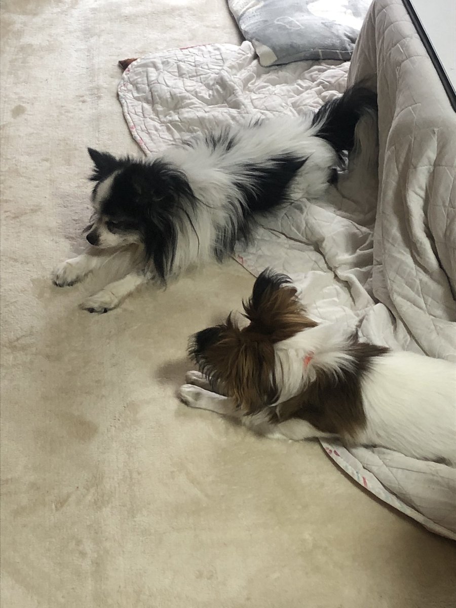 oomorifuku's tweet photo. 実家の母から、愛犬の写メ🐶
癒される～😊 https://t.co/XFg1IoBqj1