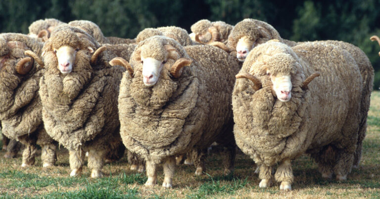 ModernAgUpdates's tweet photo. If you are interest in sheep farming for wool and meat production, like and retweet! https://t.co/zF89xjYEBb