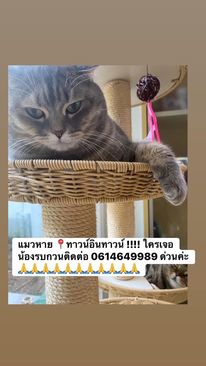 callmeshrm_'s tweet photo. ฝากรีค่า ตามหาแมวหาย! ชื่อมณี หนัก 8 kg พันธ์ุสก๊อตติชโพล์เขนสั้น

ลายสีเทา ไม่มีปลอกคอแต่น้องอ้วน (หน้าน้องพร้อมบวกแต่ไม่กัด)

พิกัด:ทาว์นอินทาว์น (หายในหมู่บ้าน น่าจะตั้งแต่เมื่อคืน หลัง4ทุ่ม)

ใครพบเห็นทักเดมหรือโทร061-464-9989

ใครมีคำแนะนำอะไรบอกได้เลยนะคะ
#แมวหาย #ตามหาแมว https://t.co/rLMet2HWxg