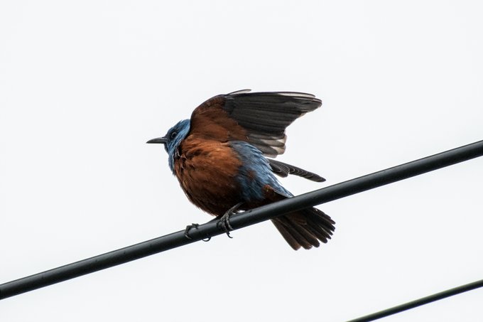 いそひよんのさえずりアピール 