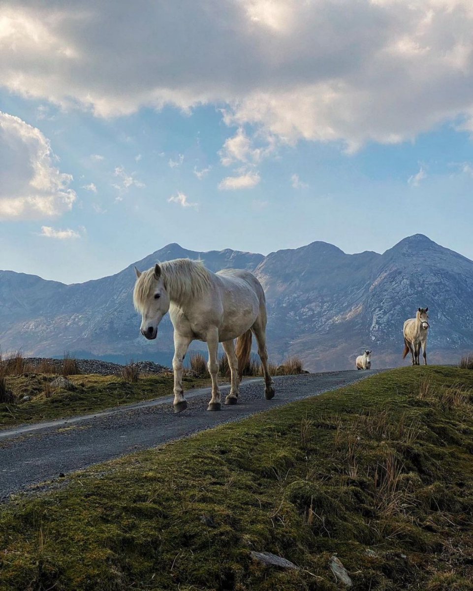 An iconic view... Beautiful Connemara ponies among the wilds of Connemara! A lovely breed of horse in a simply incredible place! 🐎⛰️😍❤️

📸 IG/ rizhajabestizhaja
📌 Inagh Valley, Connemara

#Iconic #ConnemaraPony #LoughInagh #InaghValley #Connemara #Galway #Ireland #VisitGalway