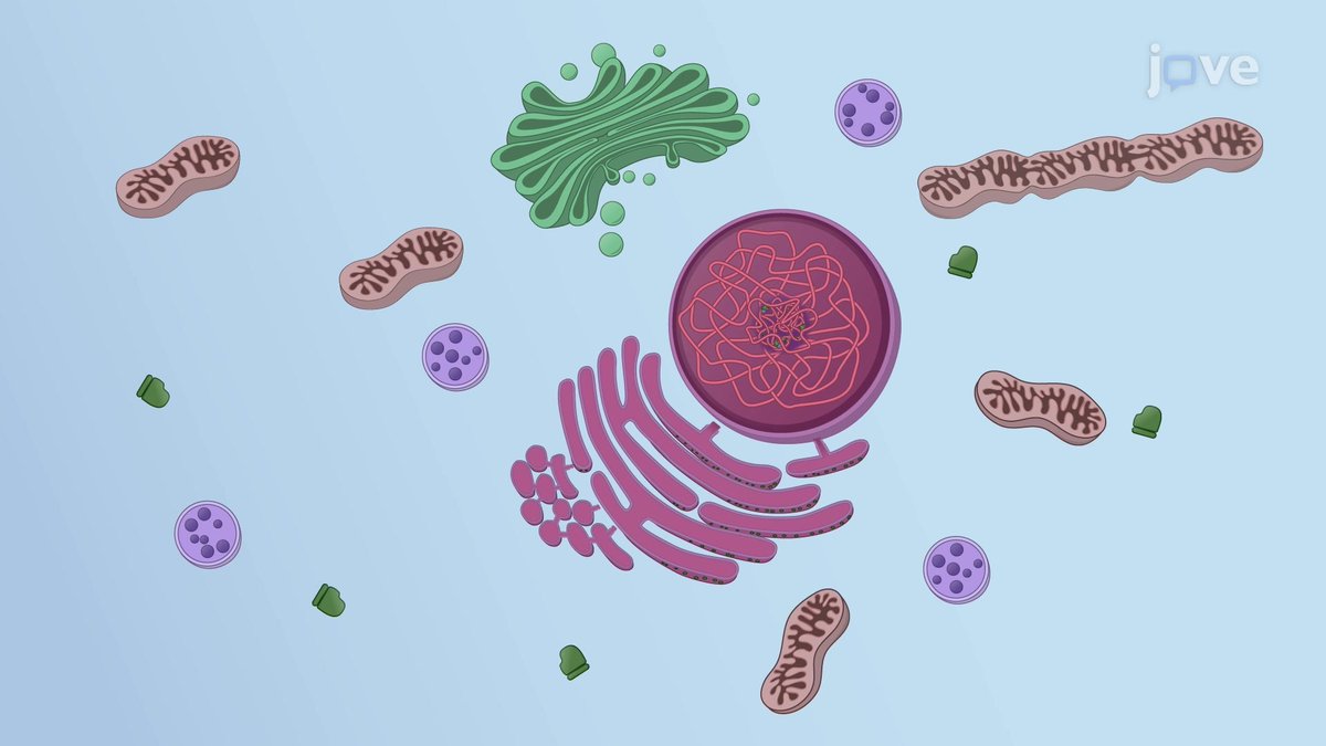 We're excited to announce JoVE Core: Cell Biology is coming soon. JoVE Core: Cell Biology illustrates complex cellular processes in easy-to-understand yet comprehensive animated video lessons.
Visit the link for more details - hubs.ly/Q0180k0k0