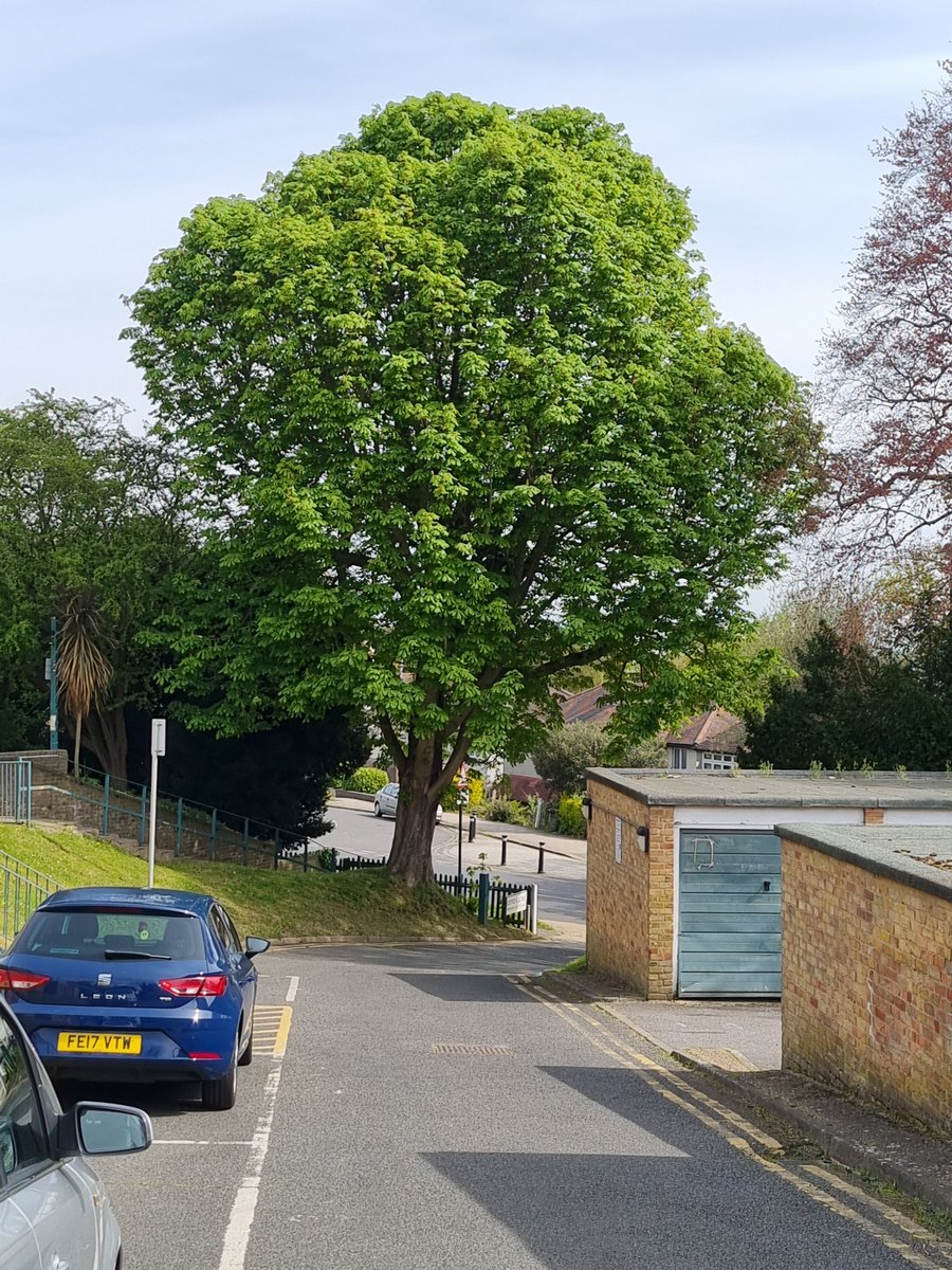 MainesChris's tweet photo. Having ignored their Tree Officer on Blackheath Hill #LewishamLabourCouncil are determined to do the same in Sydenham. @OfMais are fighting plans to destroy trees at Mais House.
#EndtheOnePartyState
#KeepmatureTrees https://t.co/QturrUlG2D