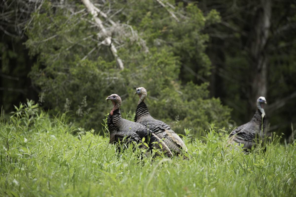 MDC_online's tweet photo. Happy opening of spring turkey season!

Good luck and safe hunting to all hunters. And remember to get the latest info on regulations from our 2022 Spring Turkey Hunting booklet at https://t.co/eTIpIT1NCd

#MDCDiscoverNature
#SpringTurkeySeason https://t.co/xipz1k3wgV