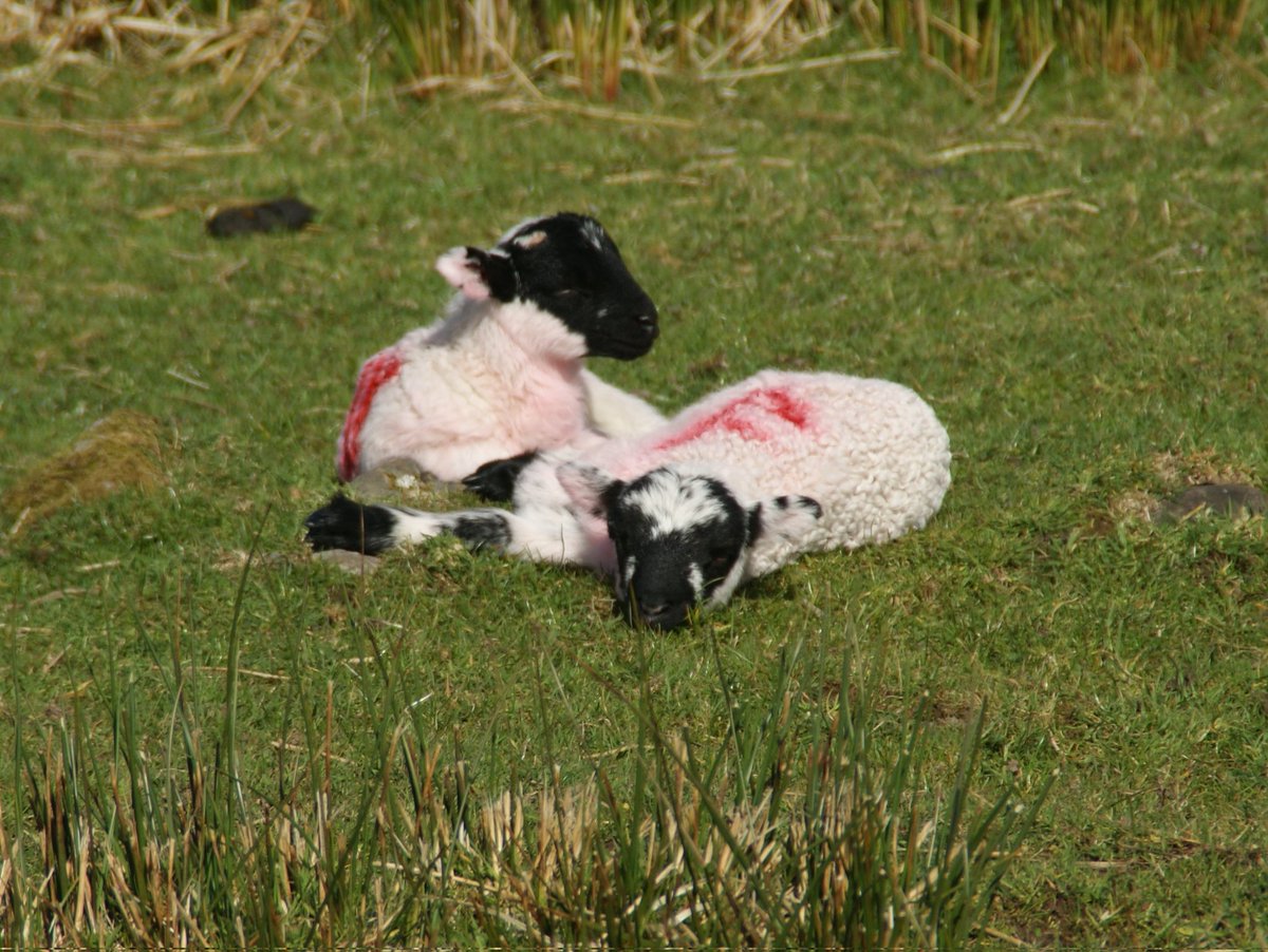 CrazyForWhales's tweet photo. Hope everyone had a relaxed Easter break like these two 😊🐑
#EasterLambs #EasterBreak #InLoveWithIveragh https://t.co/X0TlQs7acF
