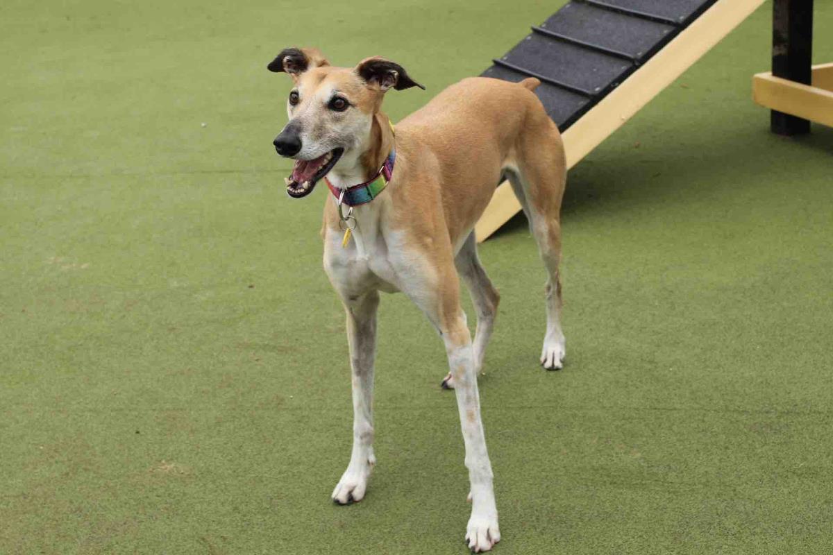 Animal Adoptions UK 🐕‍🦺🐈🐎❤️ tweet media