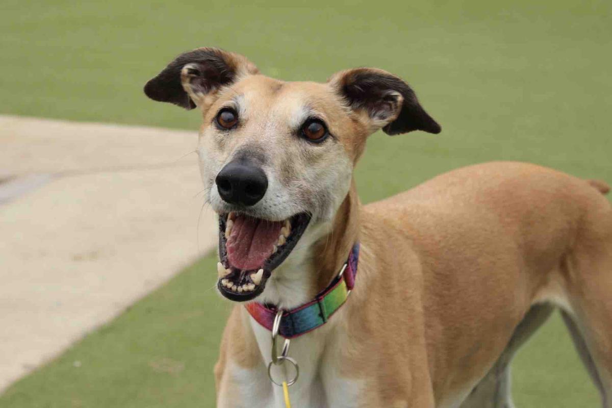 Please retweet to help Alice find a home #Worcestershire #England Super friendly Lurcher aged 5-7, playful and loyal. She could live with children aged 11+ and would prefer to be the only pet. DETAILS or APPLY👇 dogstrust.org.uk/rehoming/dogs/… #animals #dogs #pets #DogsofTwittter