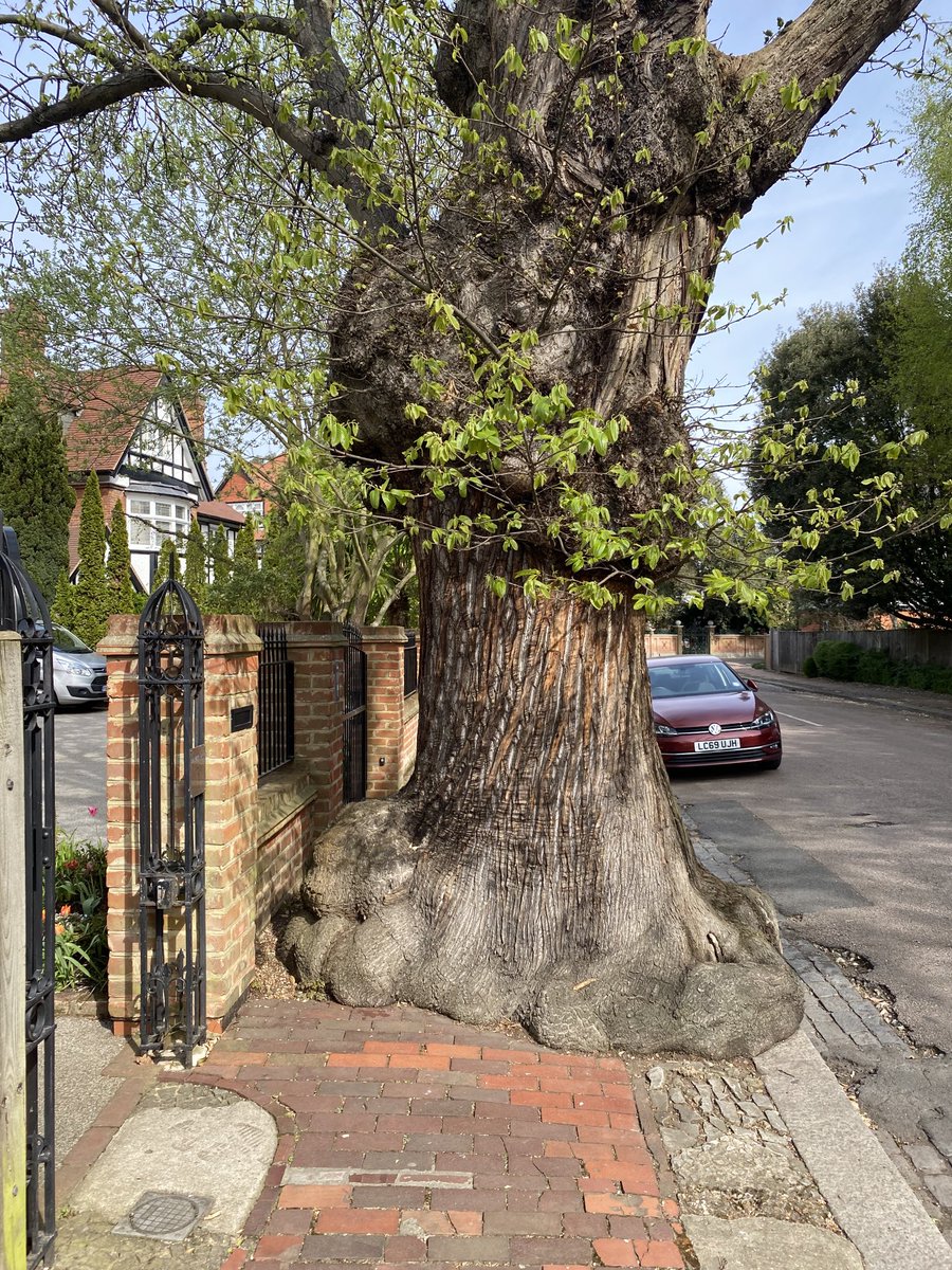 edwinheathcote's tweet photo. Absolute unit. https://t.co/ZV1RFS9CFT