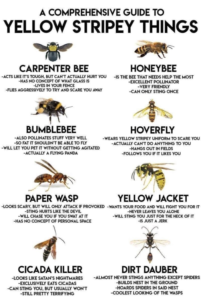 As someone who once stepped on a hornets nest….yes. They are jerks.