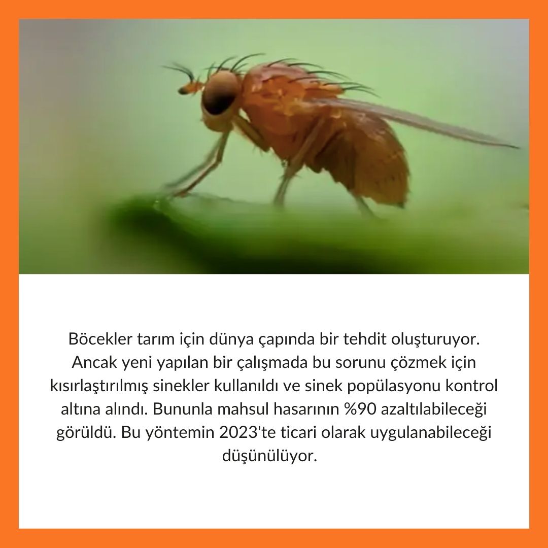 #sinek #tarım #biyoloji