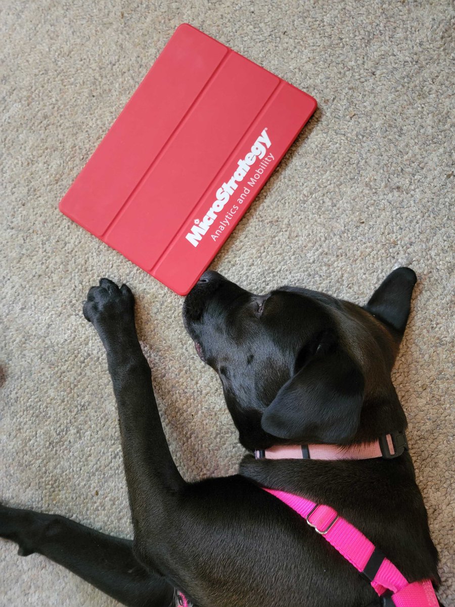 MicroStrategy's tweet photo. Mondays are Cocoa's weakness (aren't they everyones?) π΄
#MSTRPetoftheWeek #PetsofMSTR #ModernAnalytics #IntelligenceEverywhere https://t.co/Vf2Sg8wuT4