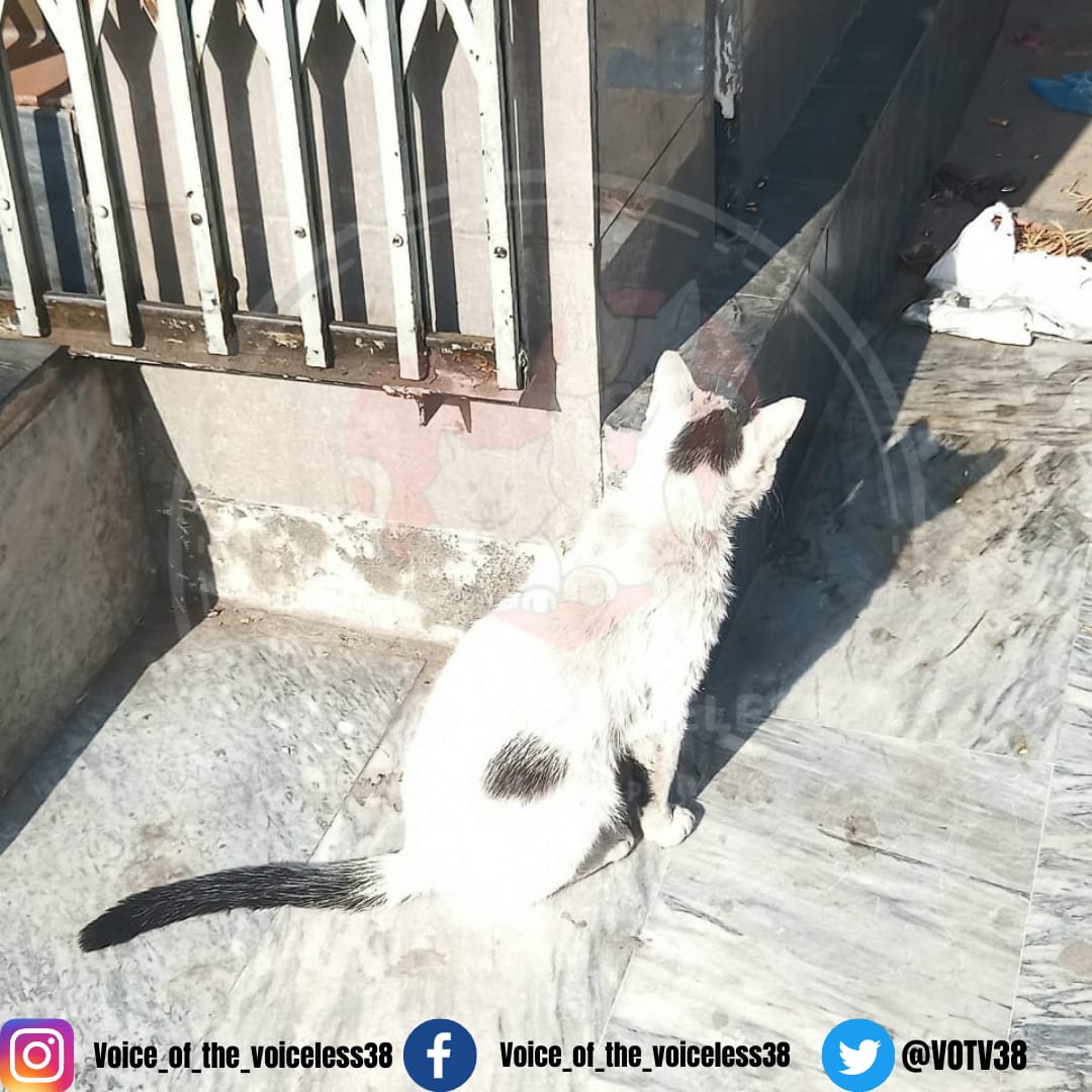 VOTV38's tweet photo. You won't change the world by saving an animal. But you would change that animal's world.
#VoiceOfTheVoiceless #SaveAnimalsFromExploitation #HopeForAnimals https://t.co/gfwl54xgkn