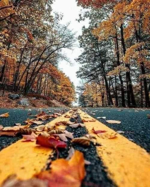 joumanaaris__20's tweet photo. ألورقة التي لم ��سقط في فصل ألخريف خائنة في عيون أخواتها، وفيّة في عيون الشجرة ومتمردة في عيون ألفصول، فالكل يرى ألمواقف من زاويته.. 
💖💖💖💖💖💖💖💖
#مساء_الورد https://t.co/lplSZNxokW
