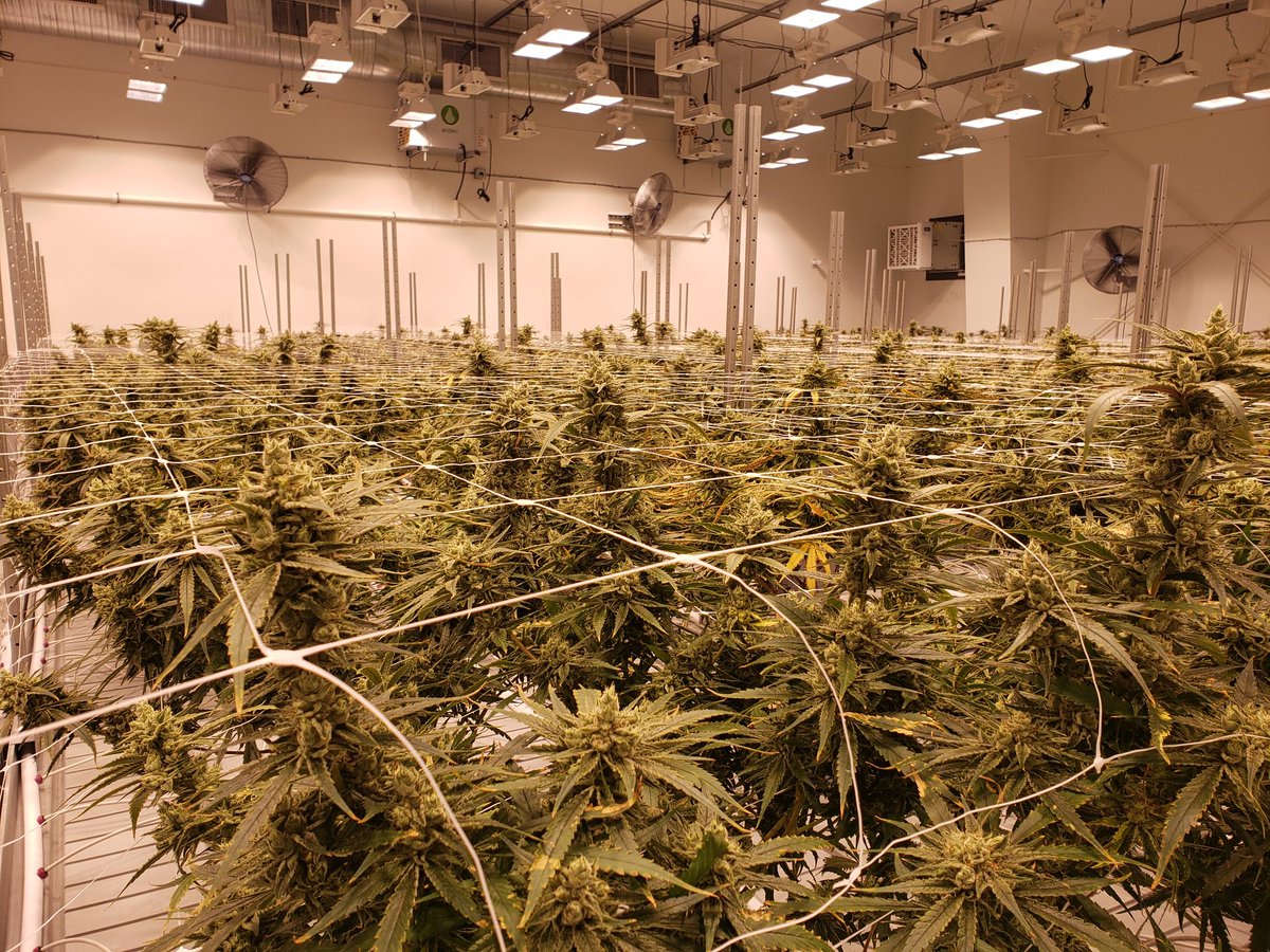 TokinCBG's tweet photo. GM my friendly Stoners, and Degens. May this week and next be ever so amazing for each and everyone. Peace and love to everyone ☮💚
#TOKER #CCC #TokerTakeover https://t.co/DZdVYrSdEi