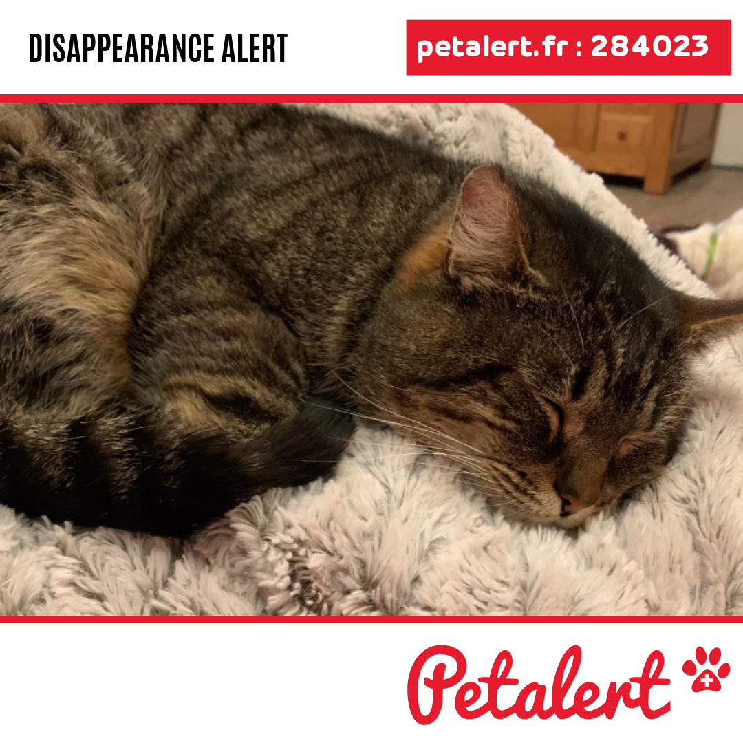 petalert_france's tweet photo. Gone #Cat #LotEtGaronne #Castillonnes #Petalert #PetAlert47 / https://t.co/v3La8XyfVP https://t.co/jMA1jFelLh
