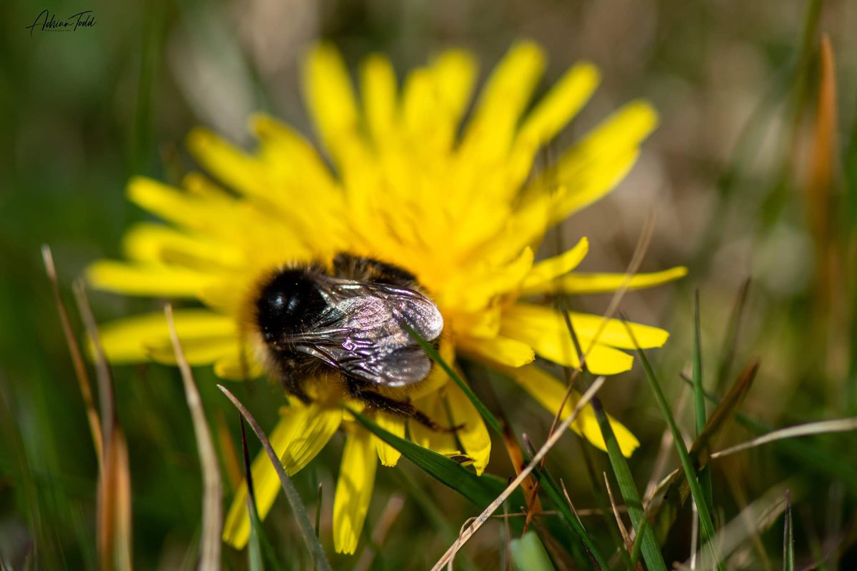 On my my walks today, looks like we are both been busy bees.

#bees #bee #honey #nature #savethebees #beekeeping #beesofinstagram #beekeeper #flowers #honeybees #honeybee #macro #beehive #pollinators #naturephotography #insects #bienen #apiary #honeycomb #beekeepers #pollen