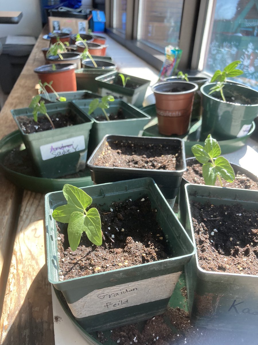 MrsSymonsGrade8's tweet photo. Holly and I came to school and watered our plants! I don’t think they would have lasted 11 days without water. She loved the class noodles the most though! @PDaleSchool https://t.co/toHUXyTwqD