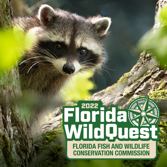 MyFWC's tweet photo. Go into the wild with Florida’s WildQuest. Starts 4/22 & runs over two weekends! Join us for a unique Wildlife Management Area Scavenger Hunt: https://t.co/fjuMbJ9kTX #FLWildQuest #WMAzing https://t.co/HaI5YA3e1k