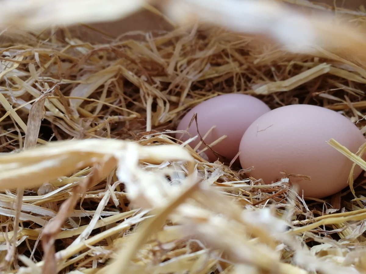 FrankInnsEquine's tweet photo. Prepping for the Easter weekend! We have the hay and straw covered at least! 🥚 🐣 🐤  

#happyeaster #hay #equinefeed #horsefeed #equineforrage #horseracing #horse #horses #thoroughbred #horsesofinstagram #racehorse #jockey #racing #horseriding #horseracingtips #equestrian https://t.co/nYAgYzSVOG