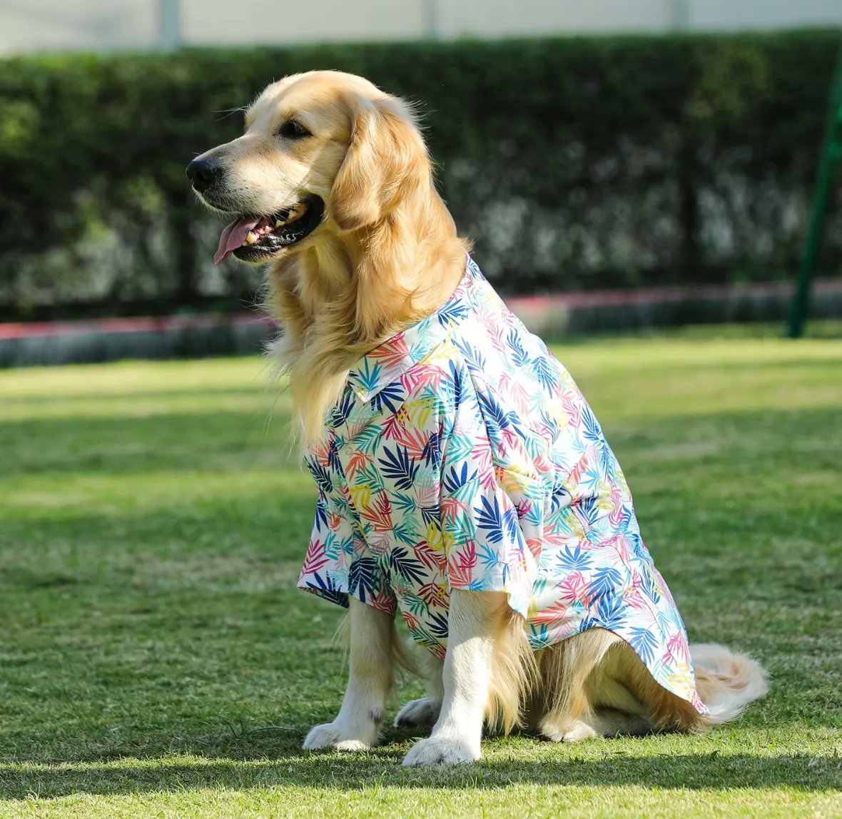 getvetco's tweet photo. "Summer is all about fun &amp; colours, so what better way for your dog to join in on the fun than by wearing a Hawaiian Shirt."
Order Now!
#KeepTailsWagging
#getvetco 
#dogclothes #doggrooming #dogsindia #dogaccesories #dogs #doglove #ilovedogs #dogfashionista #dogshirt #polotshirt https://t.co/QZ7vs7Act8