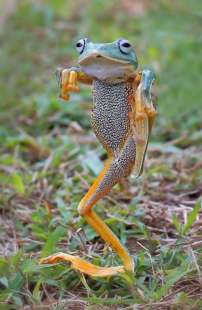 barbypada's tweet photo. ♡♡♡🤣🐸
#nature #NatureBeauty 
 #wildlifephotography #wildlife https://t.co/8OW1Fg9vi3