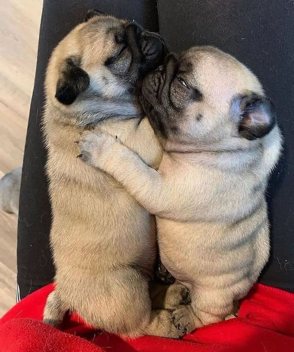 Two cutie❤️💙Double tap please❤️❤️
Tag Friends who loves it😍

#pug  #puggy #pug_feature #puggles #pugfamily #puglife #pugmom #pugsarethebest #pugsofinstagram #worldofpug #cutepug #pugrequest #pugbaby #pugnation #pugsrule #instapug #lovepug #pugoftheday