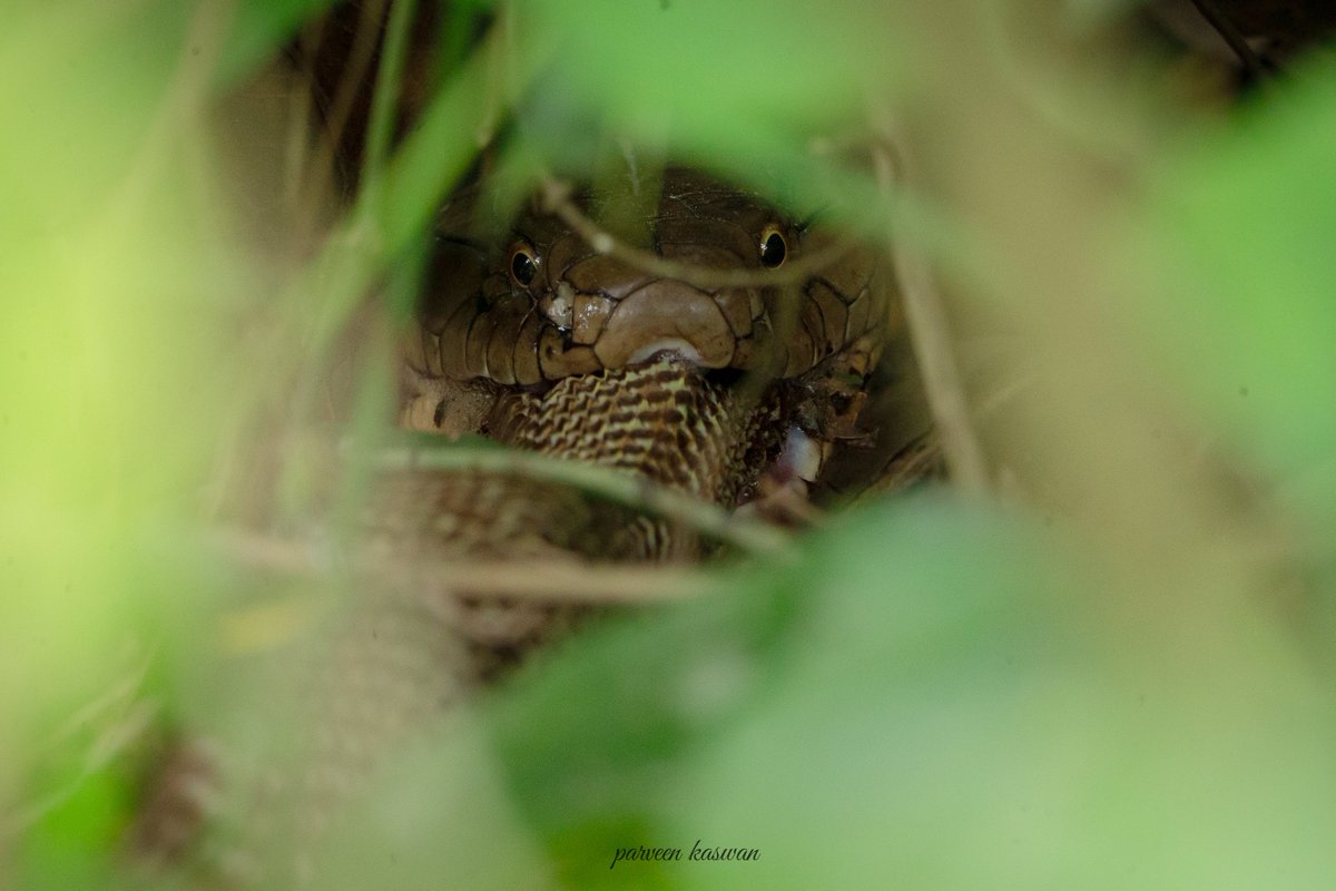 ParveenKaswan's tweet photo. Ophiophagus hannah. A king cobra eating a spectacled cobra. They feed on lesser mortals. https://t.co/lDU8RVhjZh