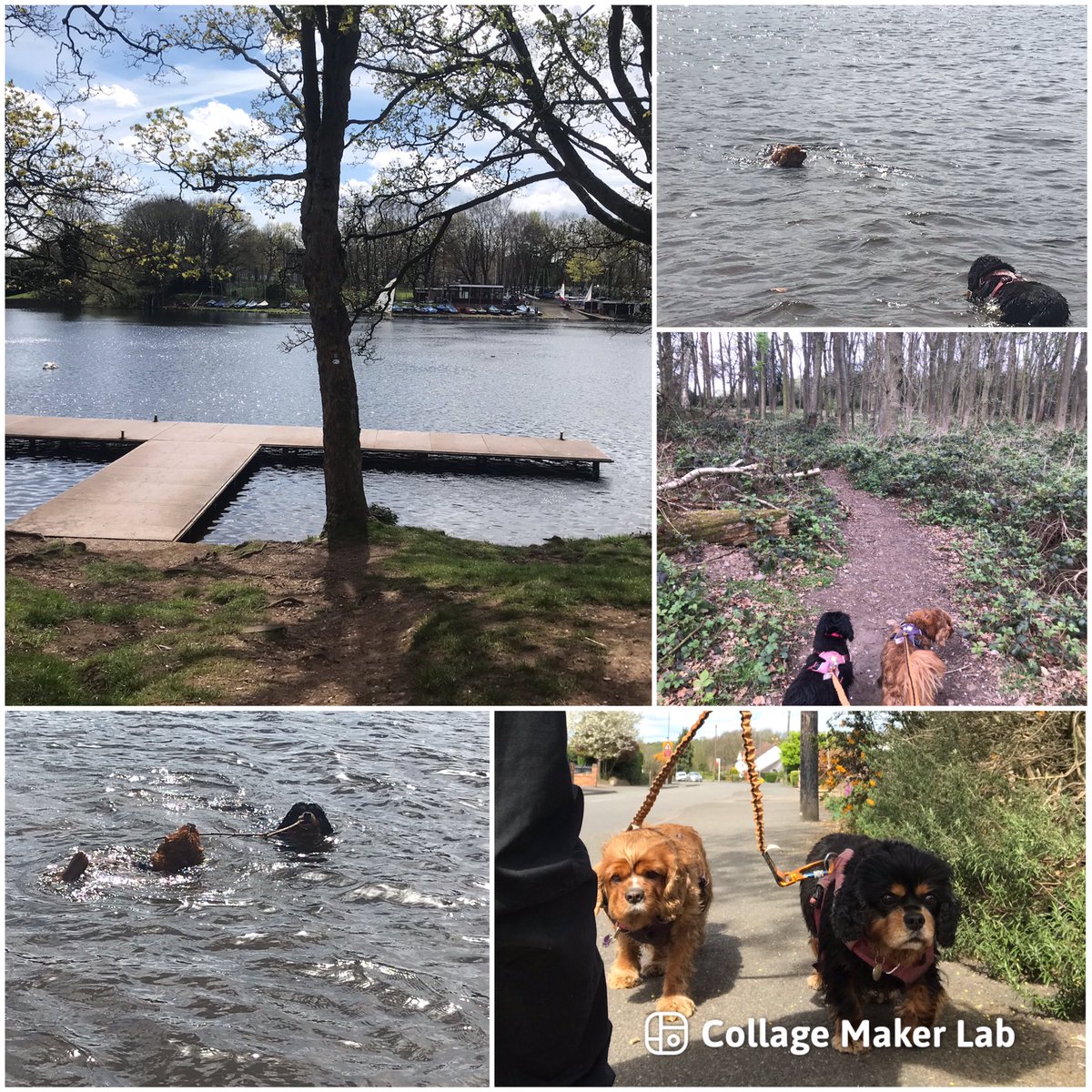 We’ve been for pawsome walkies and swimmies today! We had soooo much fun but we didn’t want to leave so we walked very slowly on the way home! Lots of woofs Belle & Sadie
#dogsoftwitter #cavalierkingcharlesspaniel #waterbabies #wetdogs #livingtheirbestlife