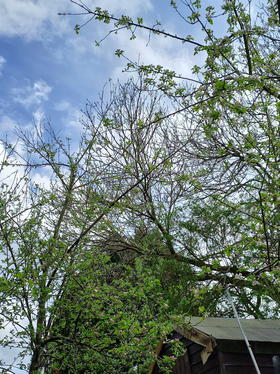 ShiatsuLH's tweet photo. Sitting under apple blossom at bottom of garden listening to buzzing and birds. https://t.co/g3ygDKJeqd