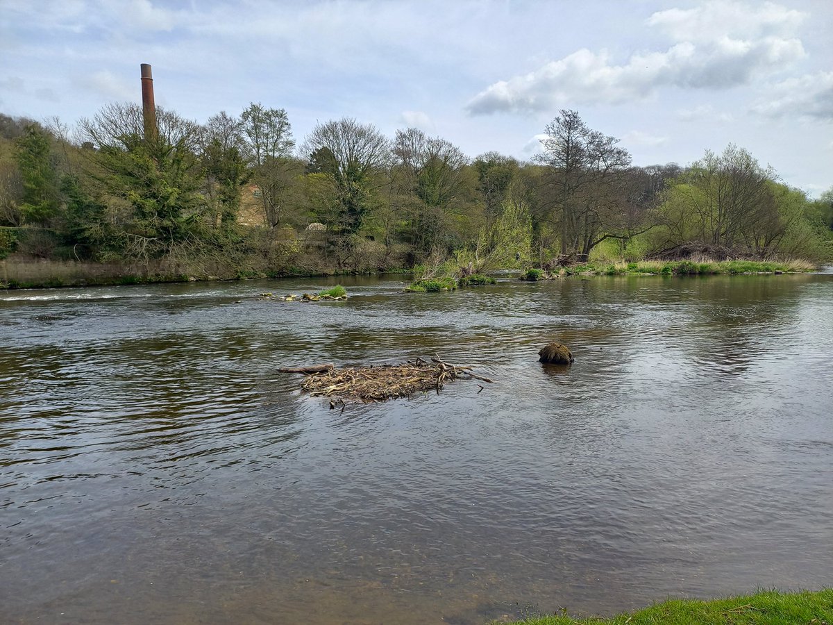 ShiatsuLH's tweet photo. Swim in Derwent at Duffield. Refreshing. https://t.co/w5SIZBdn7h