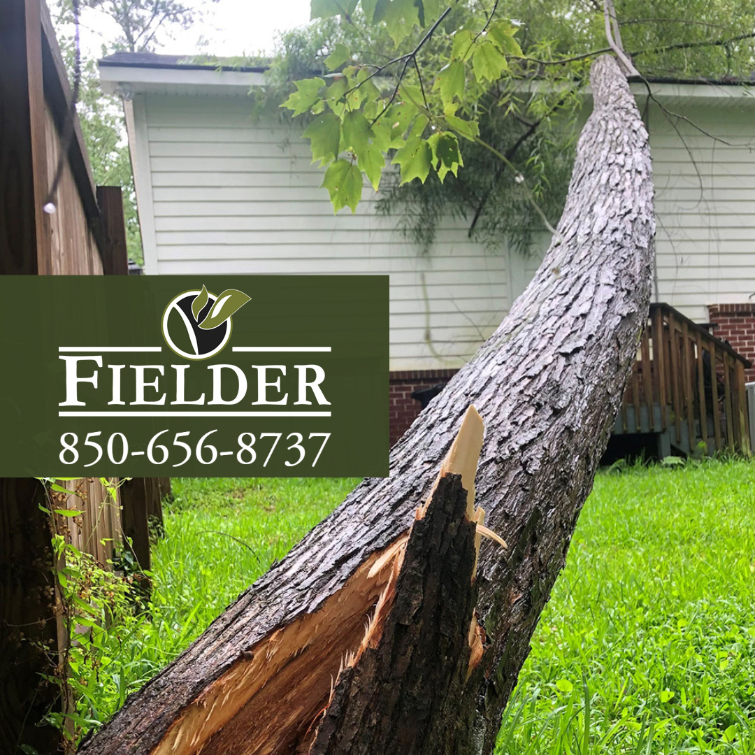 FielderTree's tweet image. Do you have a downed tree on your structure or blocking your driveway?🌲

Give us a call at 850-656-8737

#OneTeamOneFamily #DownedTree #EmergencyTreeWork #StormDamage #TreeRemoval #StumpGrinding #DebrisHaul #TallahasseeFL