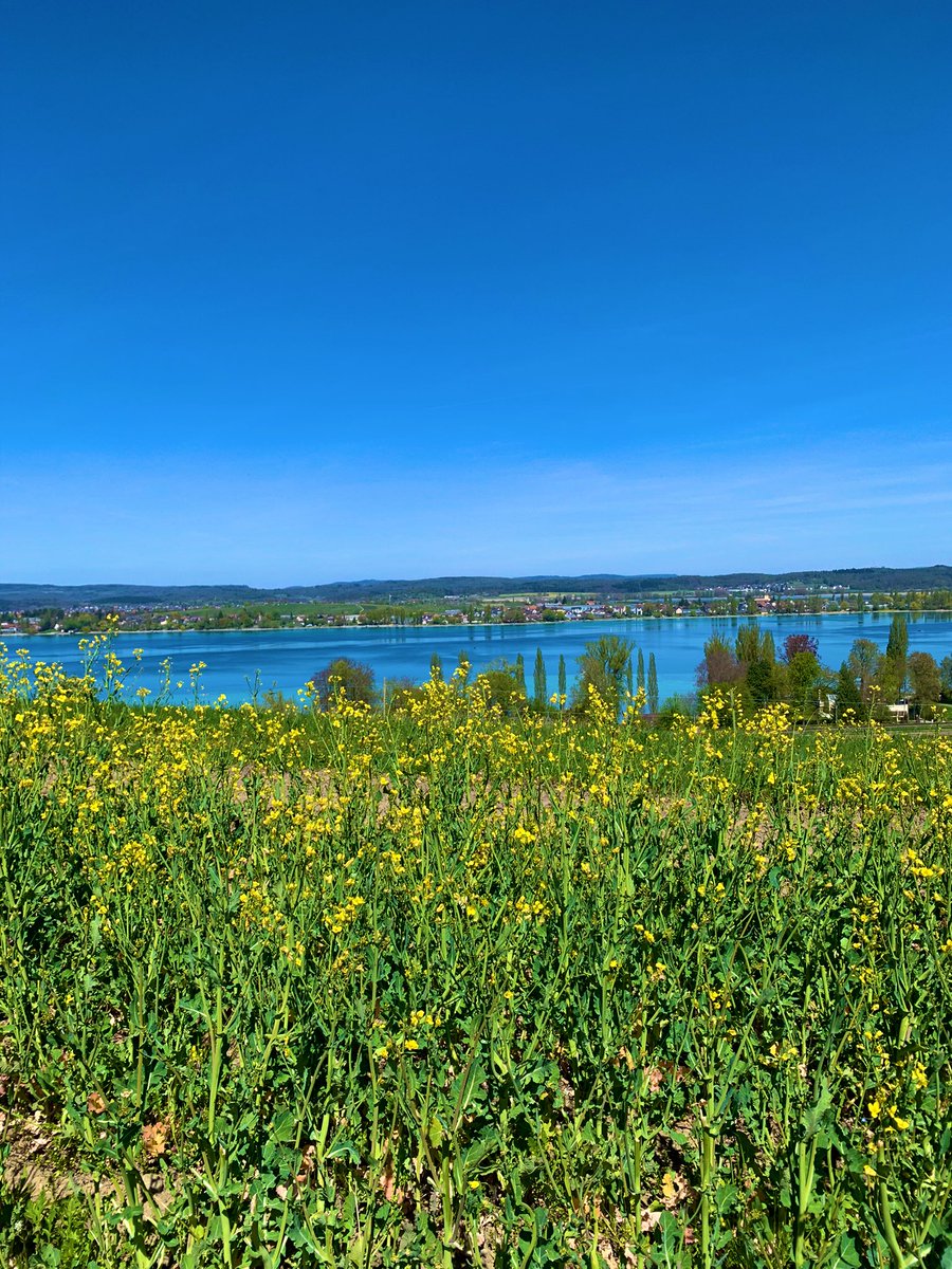 lukas_iff's tweet image. Ganz in der Nähe befindet sich einer der schönsten Aussichtspunkte am #Untersee: Schloss #Arenenberg in Salenstein. Das Bistro Louis Napoléon ist auch sympathisch… 😍 #Bodensee #Thurgau #Schweiz