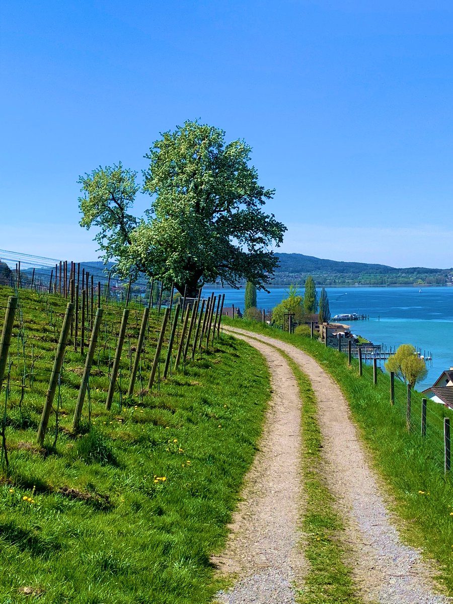 lukas_iff's tweet image. Ganz in der Nähe befindet sich einer der schönsten Aussichtspunkte am #Untersee: Schloss #Arenenberg in Salenstein. Das Bistro Louis Napoléon ist auch sympathisch… 😍 #Bodensee #Thurgau #Schweiz