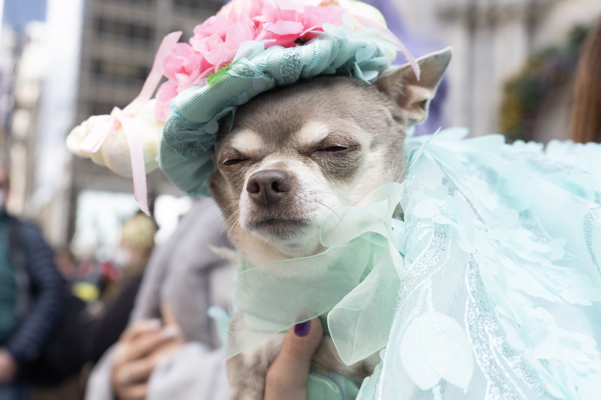 Easter bonnets for dogs cheap