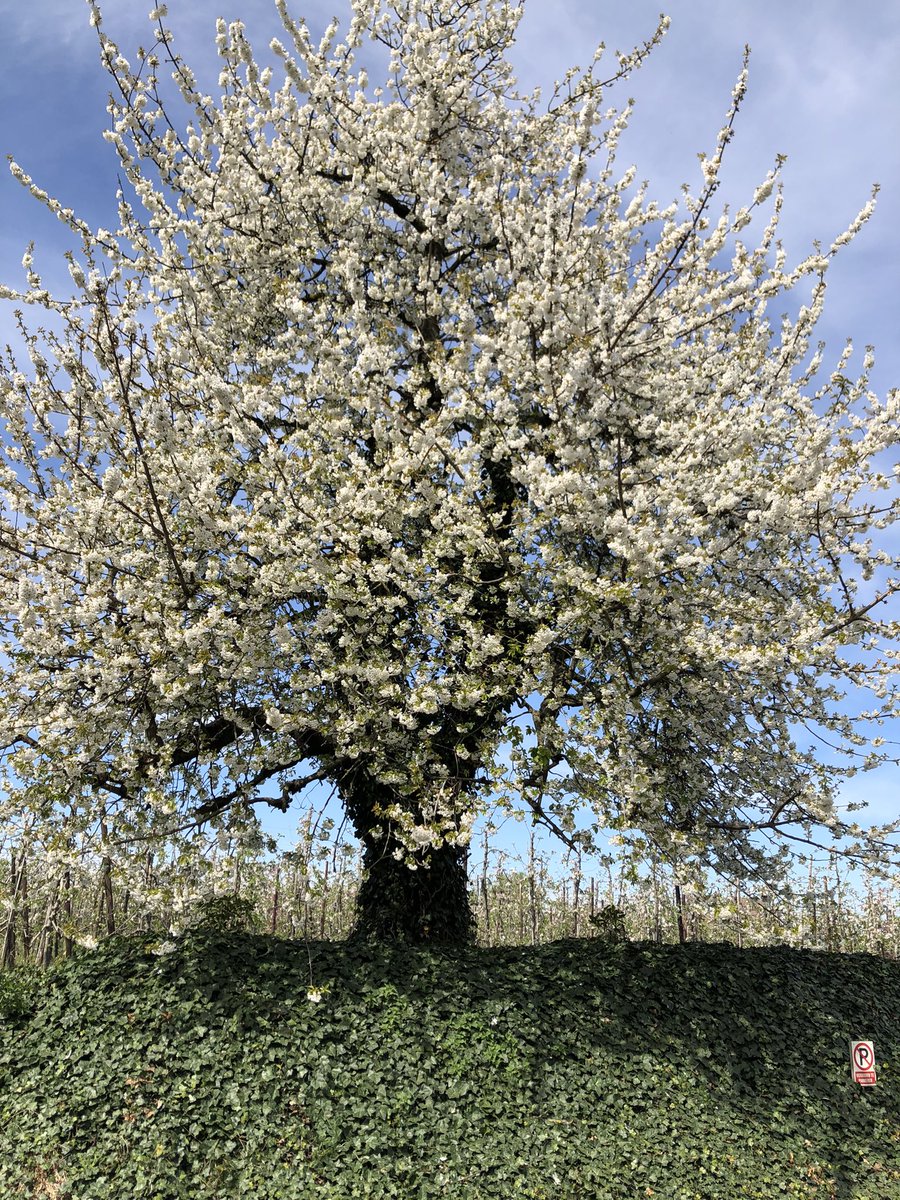 Ivan_Br78's tweet photo. Mooie bloesemwandeling in en rond Sint-Truiden…. Voor #ToWalkAgain #wandelen #fruitstreek #bloesems #nofarmersnofood https://t.co/WcNmU8ZQM1