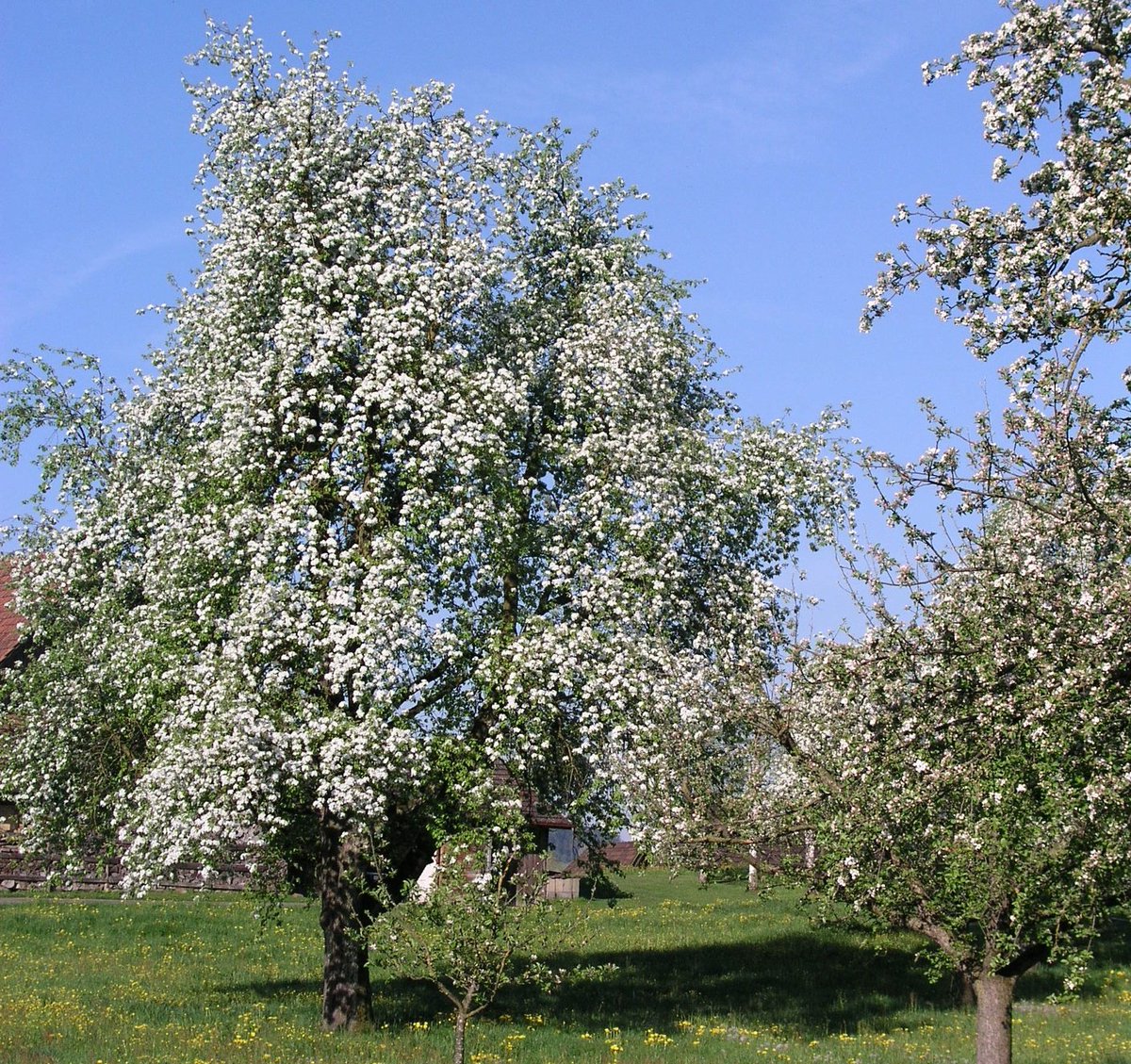 #Hochstammobstgärten sind wertvolle Lebensräume. Viele #Obstbäume blühen derzeit und geben ein prächtiges Bild ab. Diese Obstgärten werden von etlichen seltenen gewordenen Arten wie #Wendehals, #Grünspecht und #Gartenrotschwanz bewohnt. Foto: Pius Korner