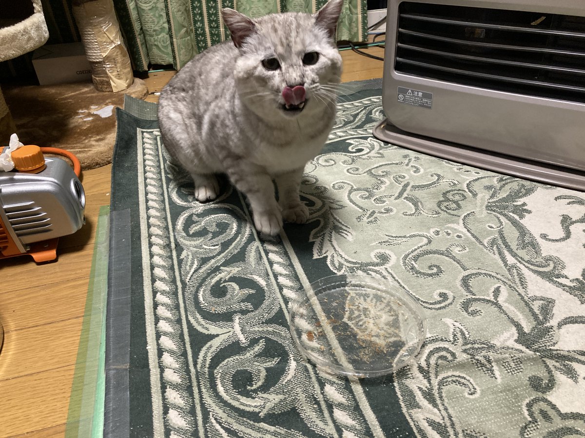 craftlab3d's tweet photo. おっ！野良の輩、今日はお早い登場。
昨夜は午前４時に上がり込みましたよね。人間はフツーその時間寝てるんですよ。ま、嬉しいんだけど^ ^

今までで一番近づいてきてる！信頼関係築けてるかもしれない^ ^ https://t.co/5raDHAySRs