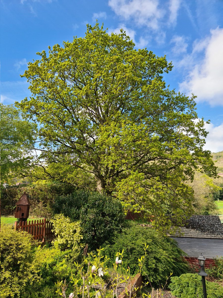 This oak tree is outside my bedroom window, I just love watching the squirrel and lots of different birds visit our bird feeders xx happy Easter to all my family and friends xx