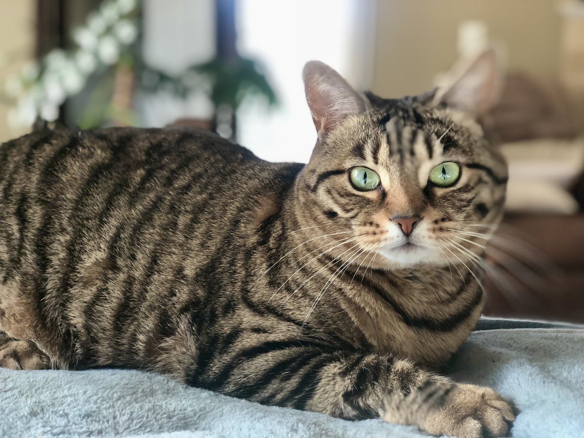 MissyBBBobtail's tweet photo. How did I get to be only 18 away from 5k?  Cat lovers are the best! Thank you for brightening my life. #catsoftwitter https://t.co/zf4w9SxDYI