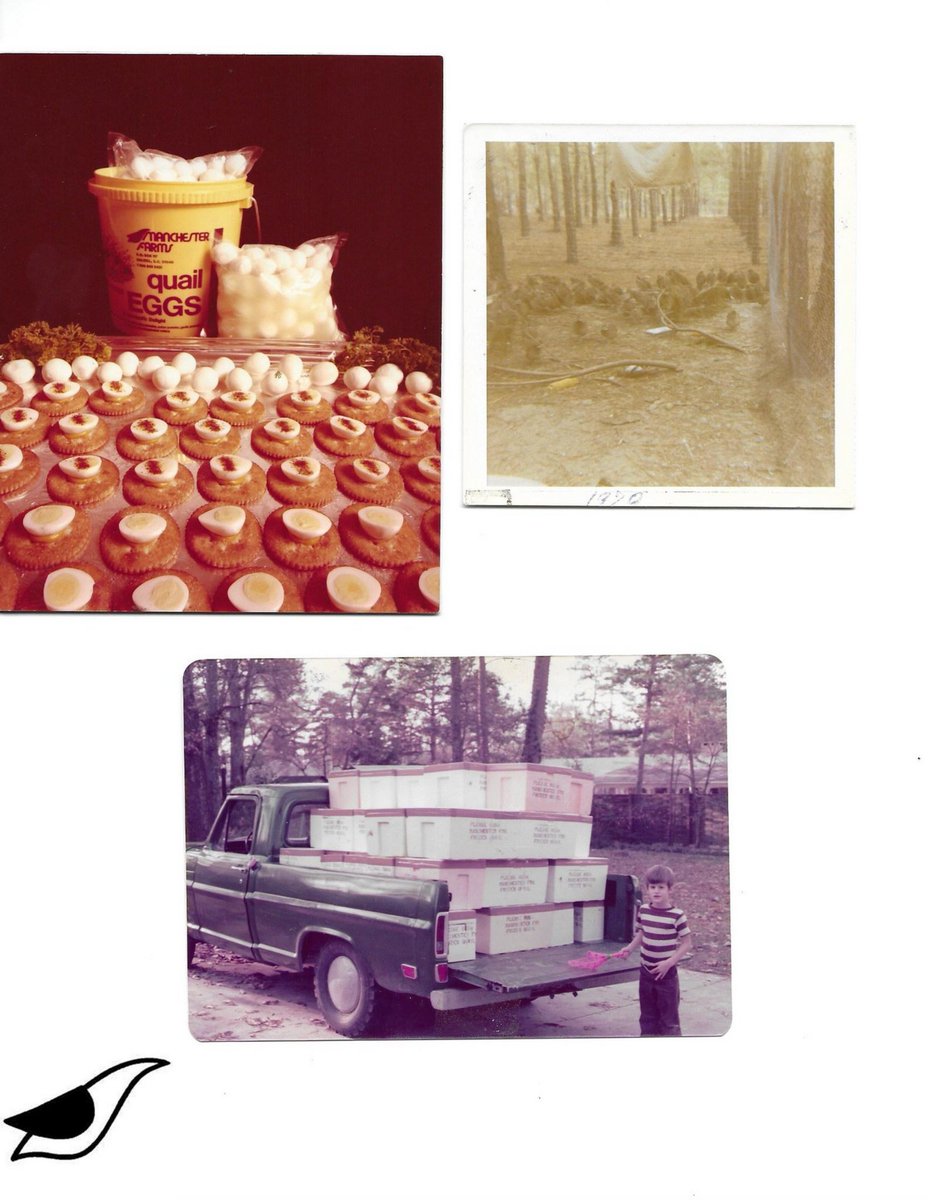 Manchester Quail tweet media