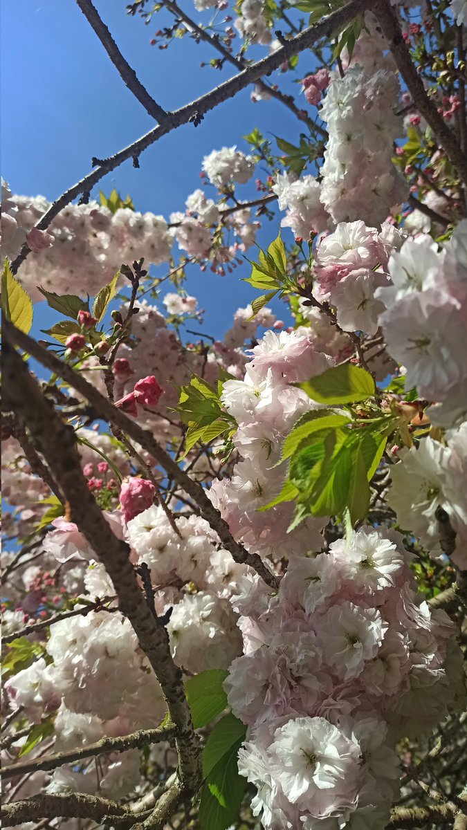 lamarbrava's tweet photo. ¡Viva la primavera! https://t.co/Usj1cPTqrm
